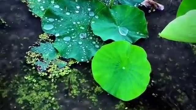 Lotus leaf