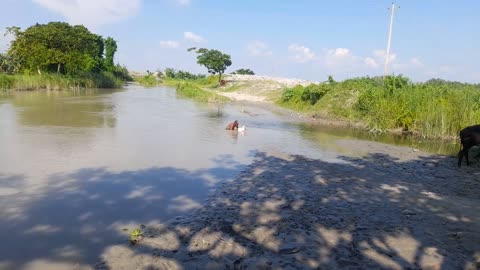 River side Cow Rest With natural weather