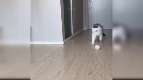 Kitten walking on two legs.