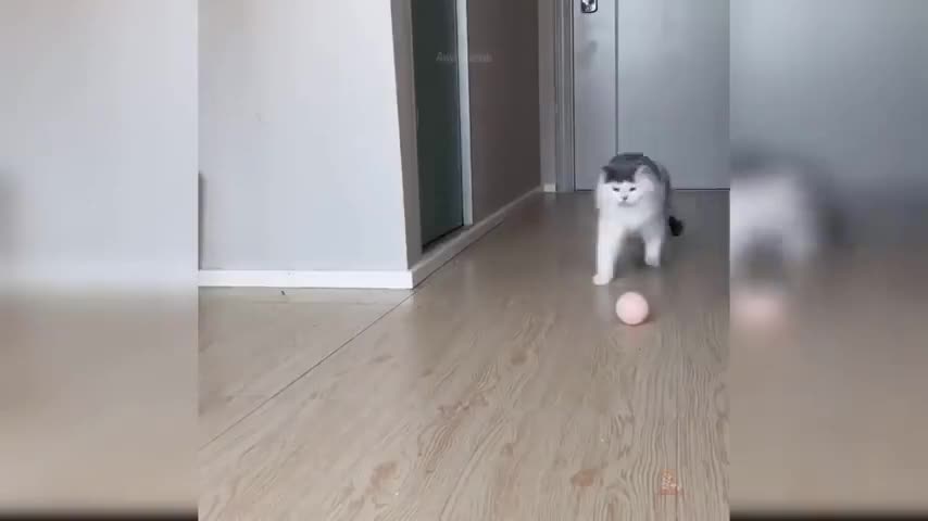 Kitten walking on two legs.
