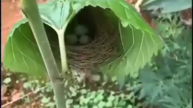 What a nest !! the best of the best