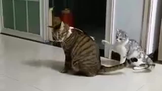 The cat went crazy. Do not harm the animal
