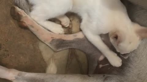 A street dog is breastfeeding a cat