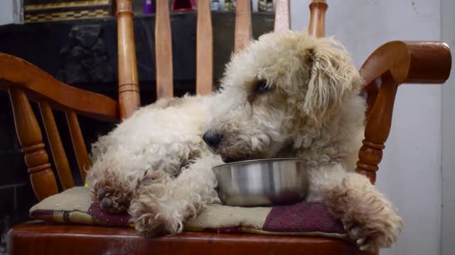 Cute Dog Eating Food