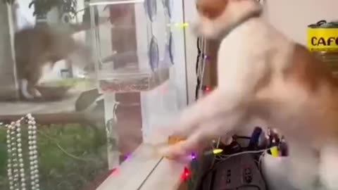 Pawsome Pet Content #1