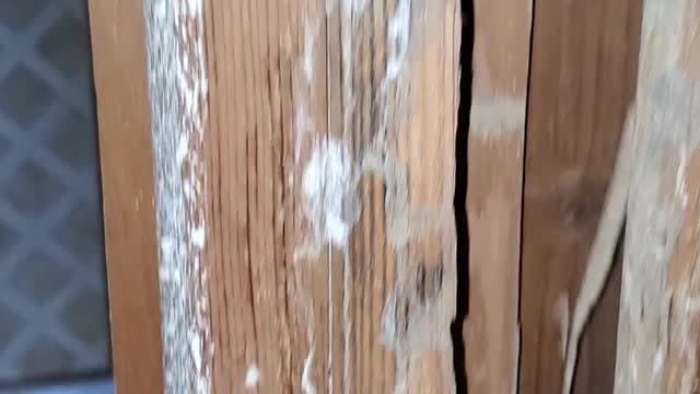 Hungry Hungry Termites