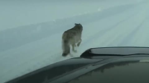 The fearless pack of wolves runs in front of the jeep. Exclusive