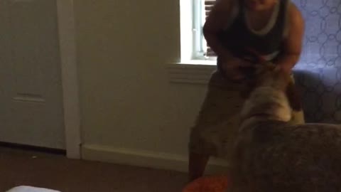 Little tank top kid plays with two dogs, they knock him over in living room