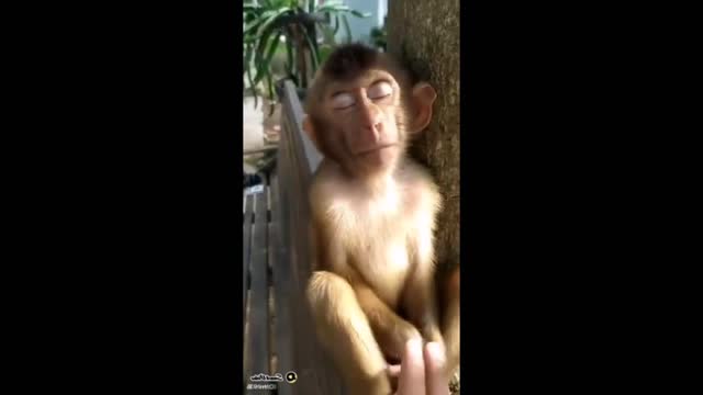 Monkey chained || poor monkey chained