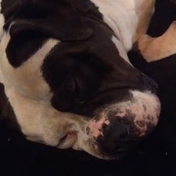 American Bulldog Snoring In Our Studio