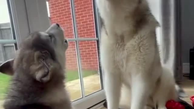 Cute Dog teaching his Son how to Moan