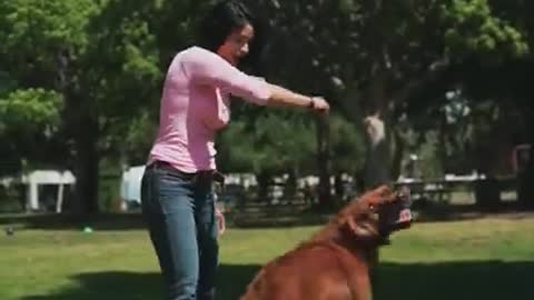 Dog training video