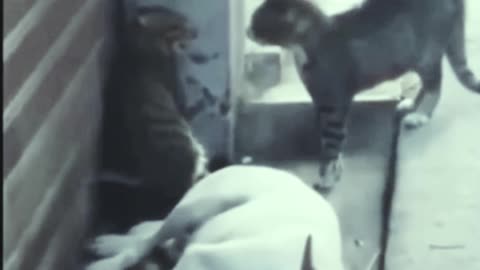 The dog had its last sleep🤣