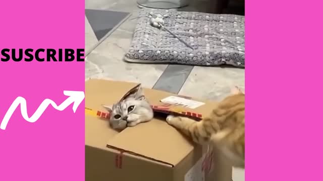 Funny Cats Compilations