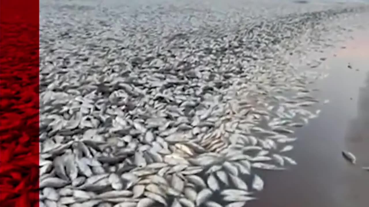 Thousands of dead fish have washed up along the Gulf Coast in Texas. #Shorts #Texas #BBCNews