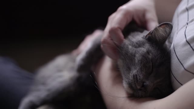 A gray cat petted in the arms of its owner