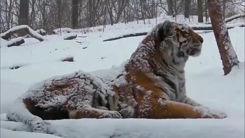 Tiger in the snow