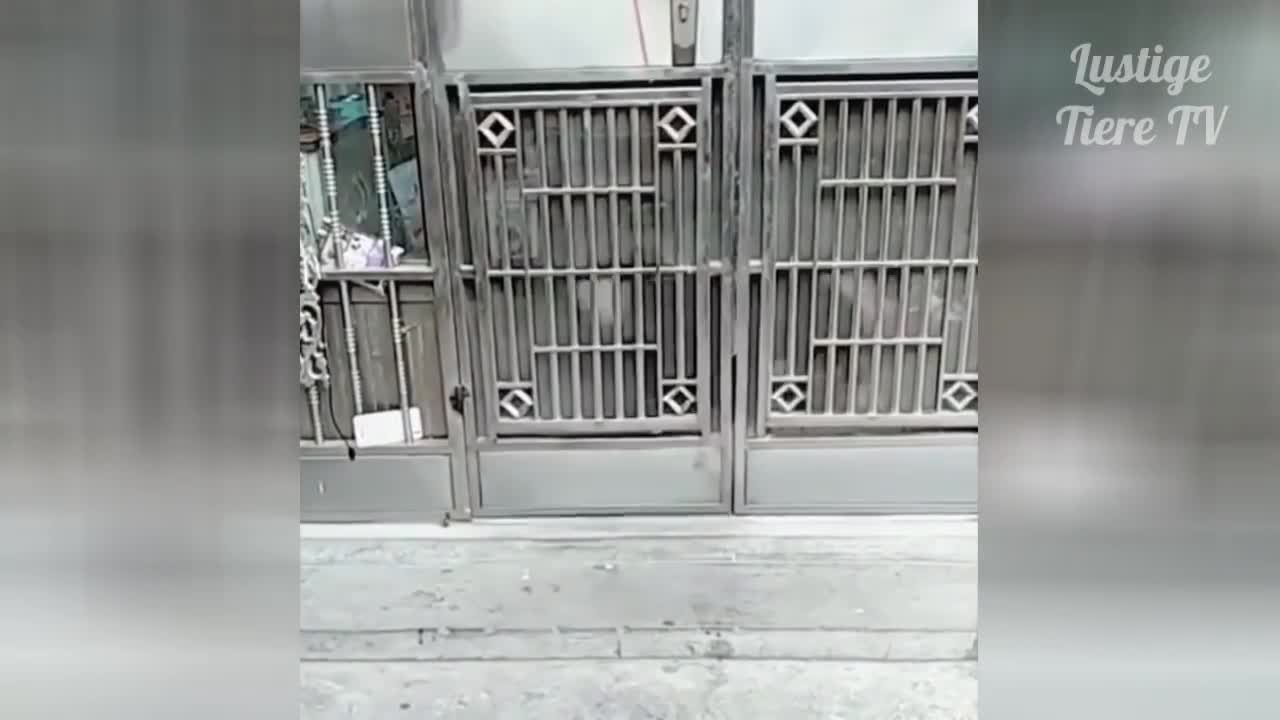best cats and dogs funny compilation