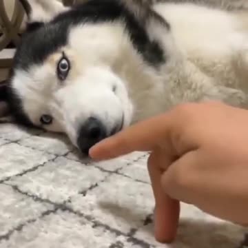 Wow Funny Husky Don't do that his mind voice videos