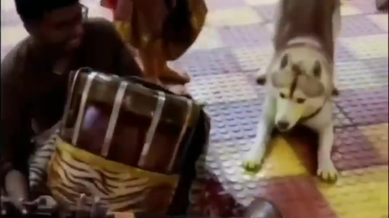Animal Funny