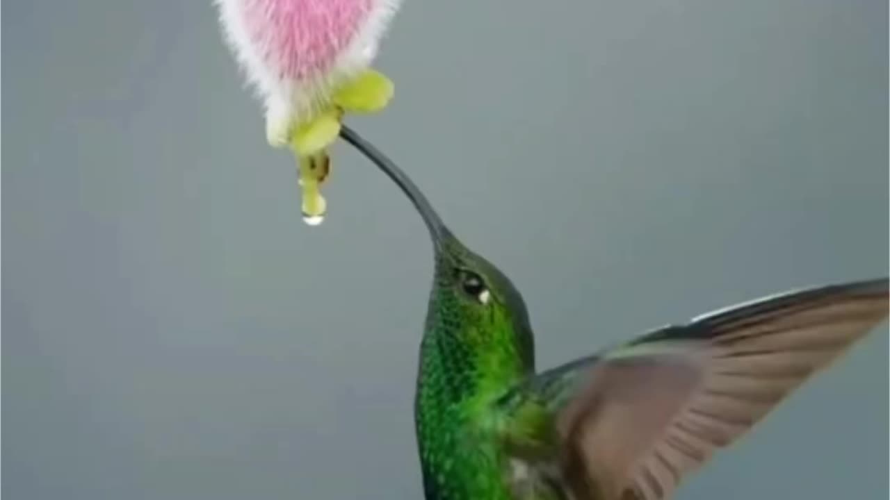 Beautiful Hummingbird the smallest bird in the world