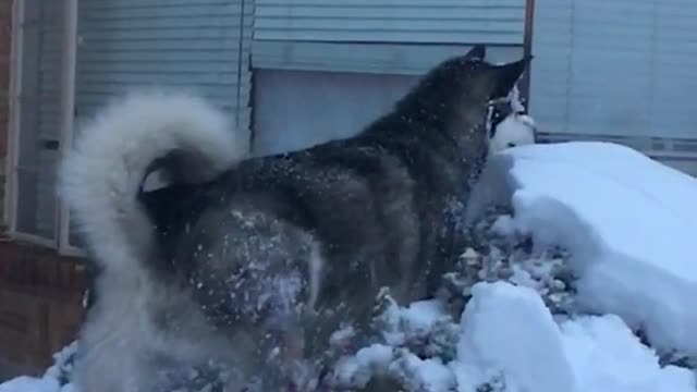 Husky jumps on top of snow covered bush