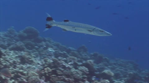 barracuda_big_fish_wildlife
