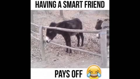 Why You Need a Smart Ass For a Friend