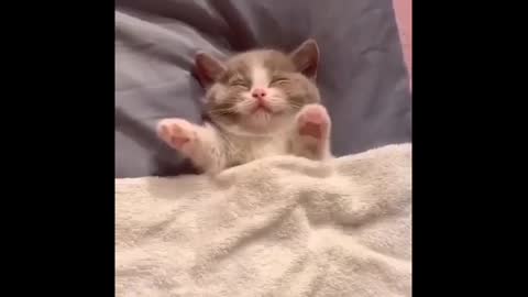 Cutest kitten and cats compilation