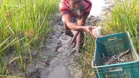 Incredible Fishing|| Village Dry Small Canal Fishing|| A Fisherman Catch Big Boiled Fish In Hand