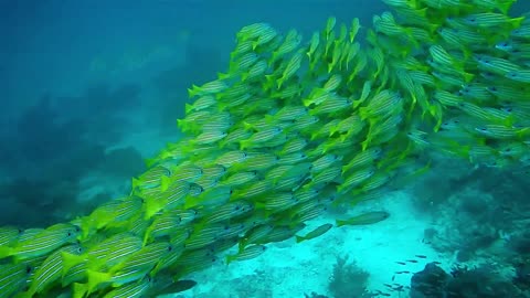 Nature Shoal of fish