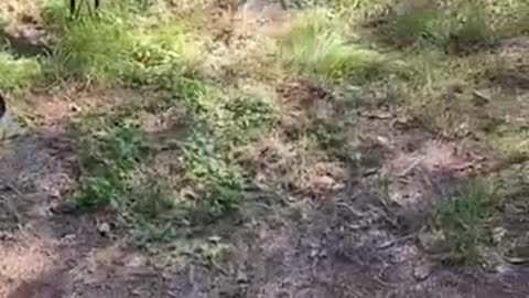 So awesome, a man fights the crocodile with a frying pan and drives the crocodile away