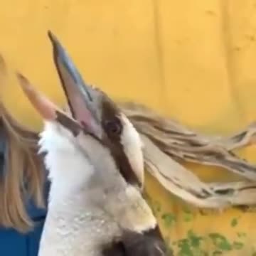 The sound of a kookaburra