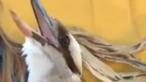 The sound of a kookaburra