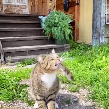 Kucing Bermain Dengan Tikus