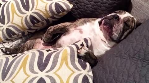 Lazy Bulldog refuses to go outside. HYSTERICAL!