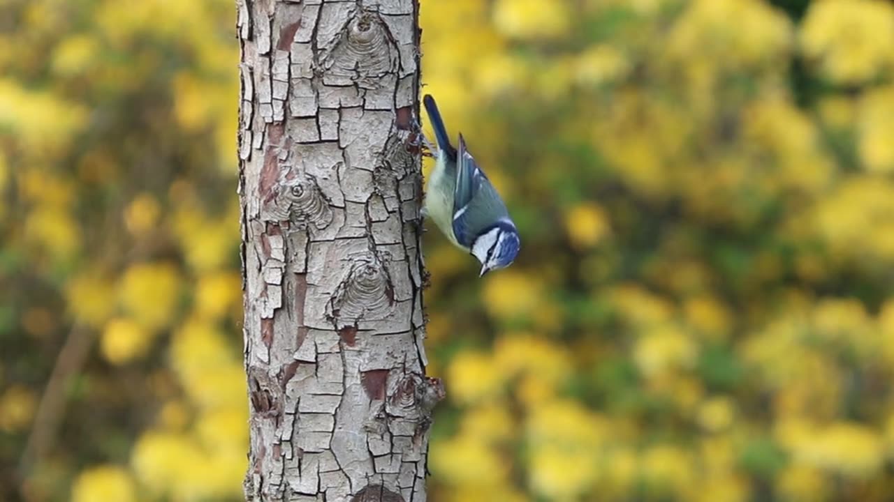 beautiful birds in nature