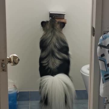 Sneaky puppy steals toilet roll to play with