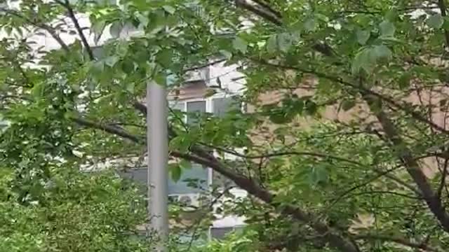 This is a video of a tree in an apartment building in Korea.