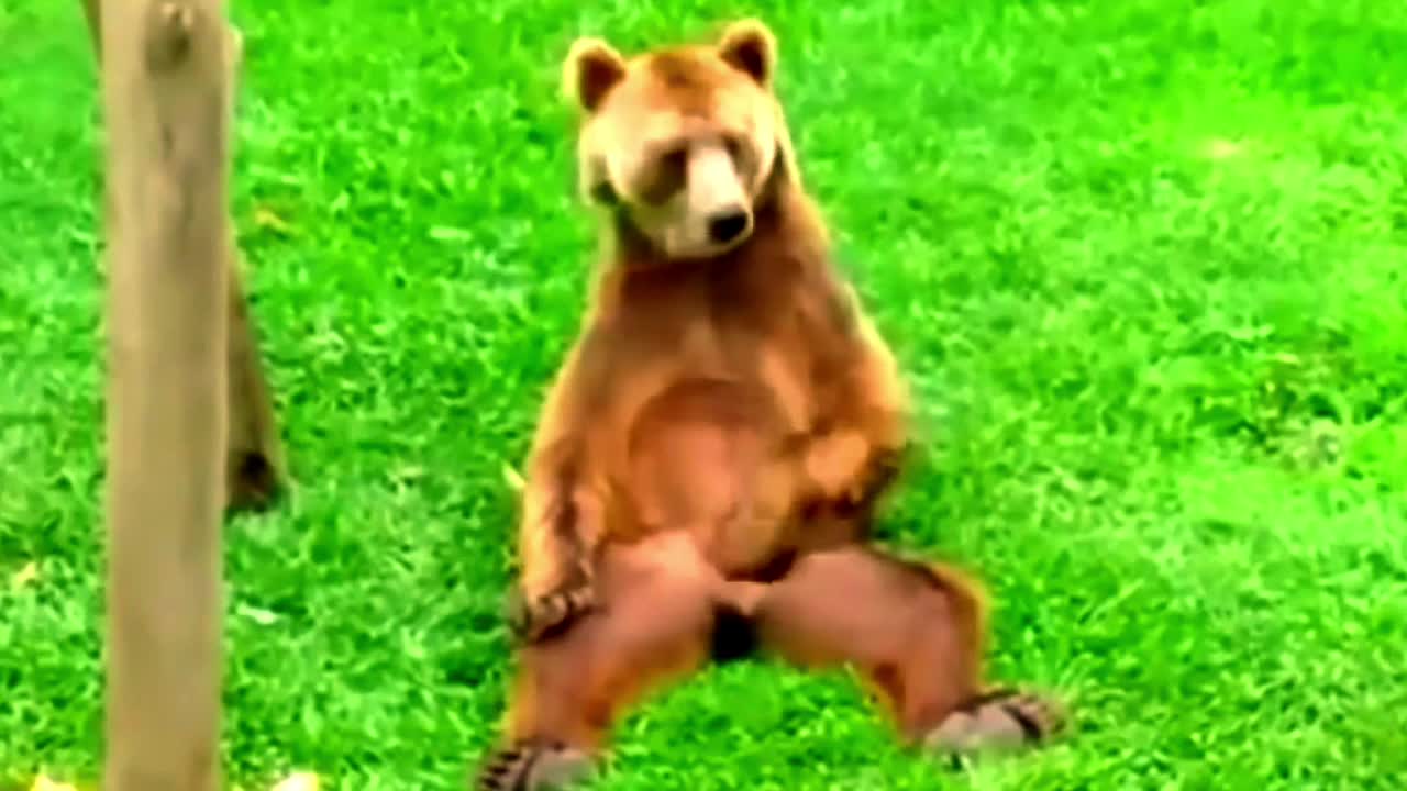 Funny cat and dog video, amazing video, funny video 2022
