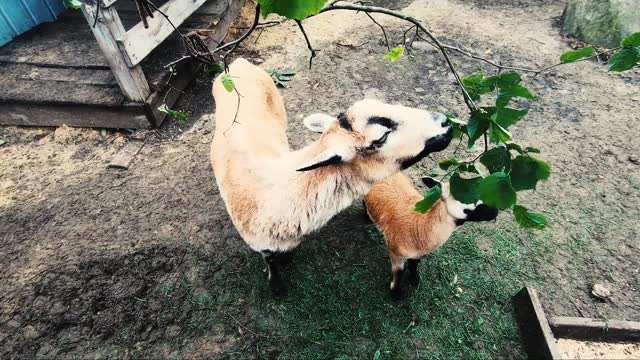 A goat eat with his son