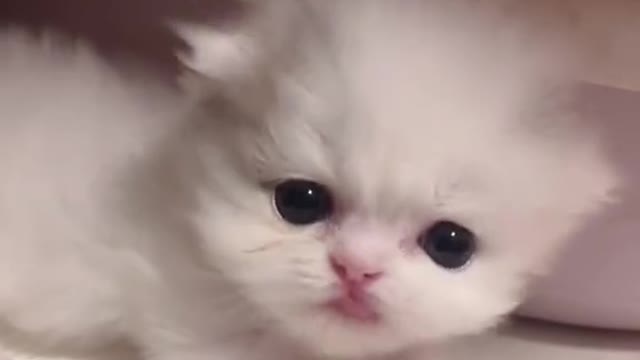 cat#lovely#cut