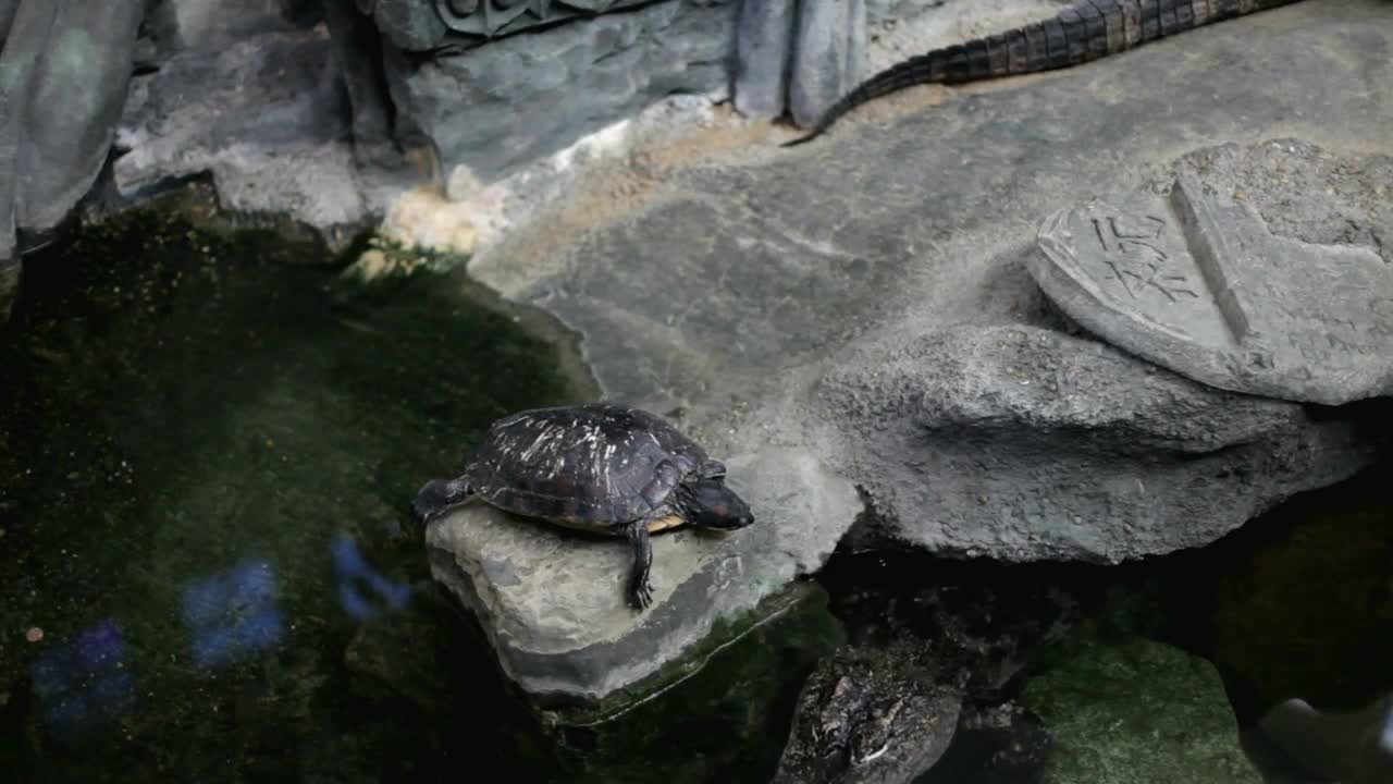 Turtle sitting on rock with alligator underneath