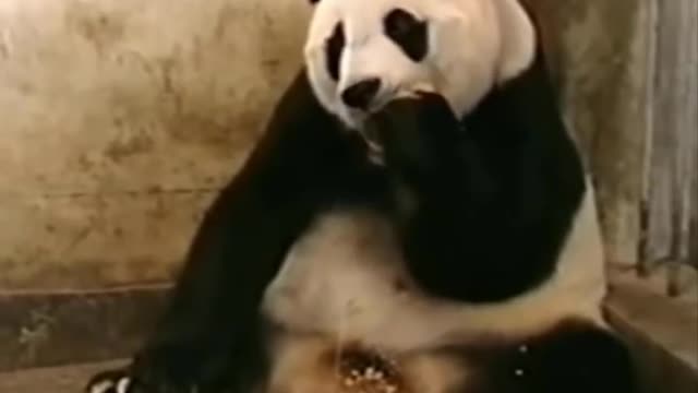 Funniest Animals Video 2022