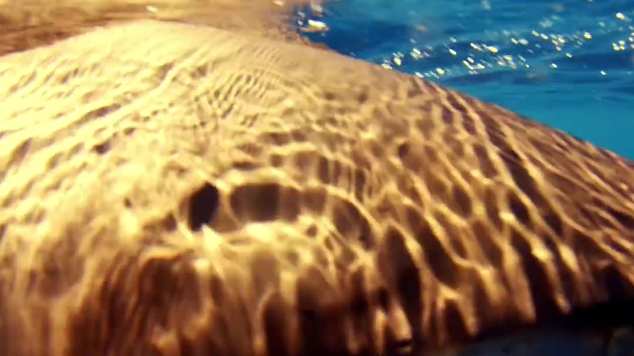 Wildlife