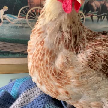 Enos looking for a nesting spot