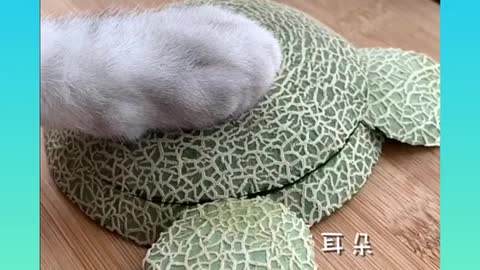 164.18_ Cute and Funny Cat Videos Compilation _#short
