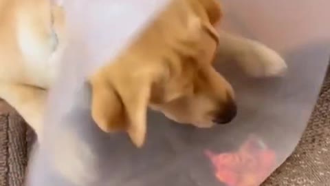 animals funny video short