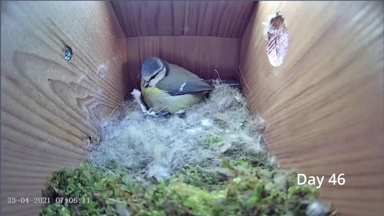 From empty nest to first egg in less than 8 minutes! - BlueTit nest box live camera highlights