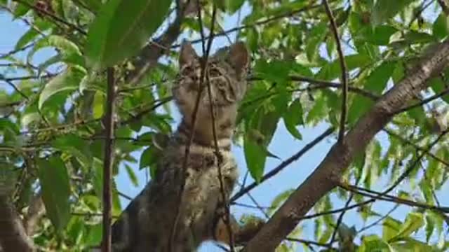 The cat is climbing the tree